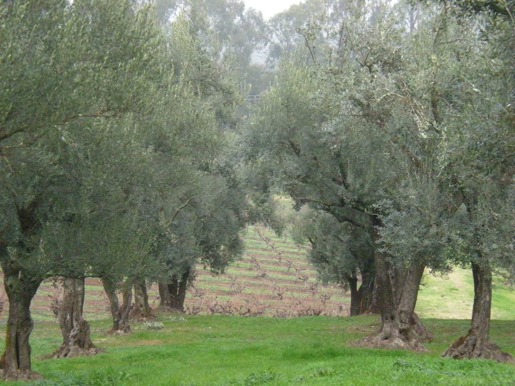 2025 Harvest Nuovo Extra Virgin Olive Oil (250 mL)
